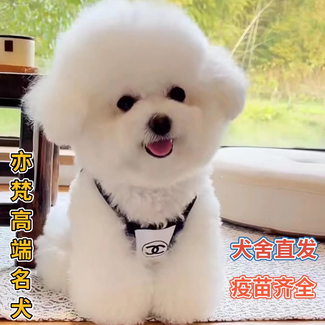 比熊幼犬纯种比熊活体韩系小体比熊米奇耳比熊宠物犬比熊-阿里巴巴