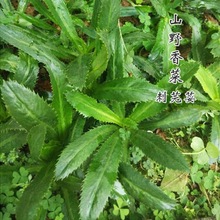 缅甸刺芹种籽大芫荽种子早熟高产春夏秋野生香菜四季阳台蔬菜种孑