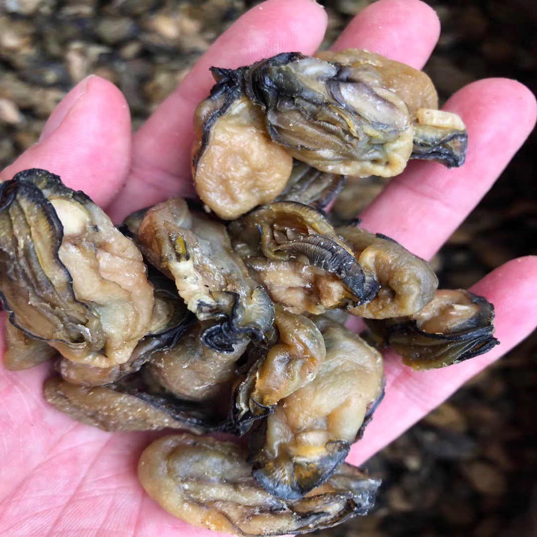 蚝干 蚝豉 生蚝 蚝士 海味干货 鱼 海鲜干货 水产 海产品