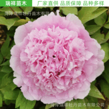 各种荷花型蔷薇型牡丹盆栽 重瓣药用牡丹花苗 绣球型红牡丹盆栽