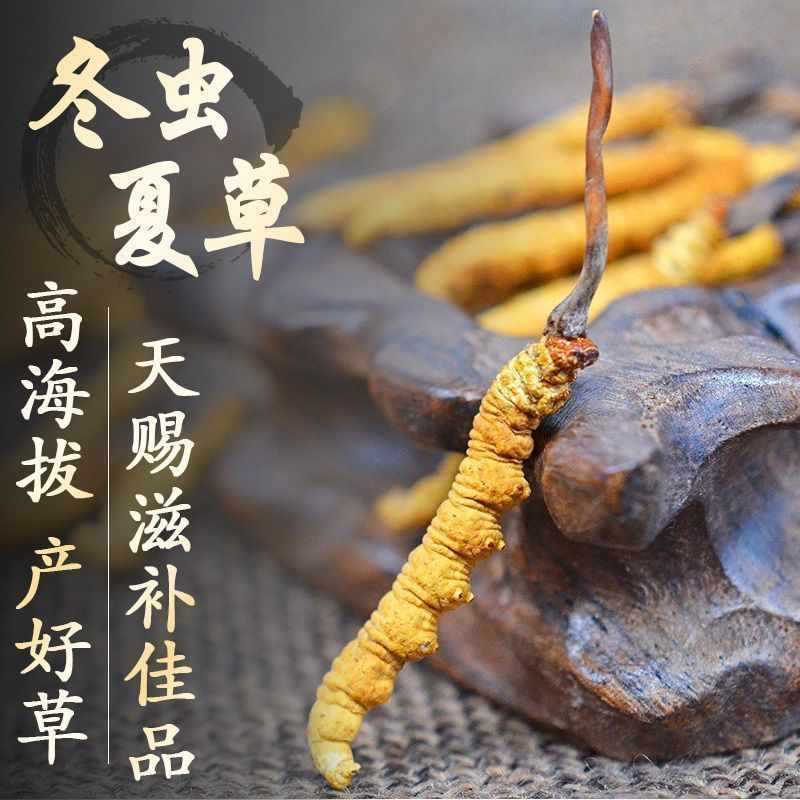 冬虫夏草人参泡酒中药材鹿茸泡酒的药材泡酒材料野生虫草泡酒料