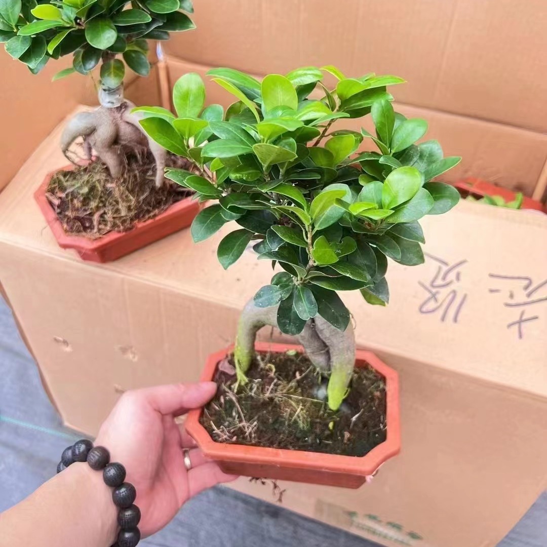 造型树盆景小叶榕提根盆栽迷你桌面绿植室内四季常青耐寒人参榕-阿里