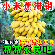 【产地直发】正宗广西小米蕉皇帝蕉香蕉鸡蕉苹果蕉西贡蕉批发包邮