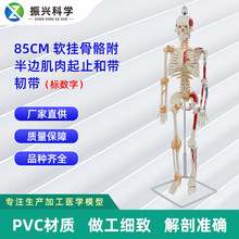 85CM软挂骨骼合集 人体骨骼模型医学教学器材用具