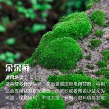 苔藓批发鲜活微景观植物盆景盆栽铺面假山缸景材料白发藓短绒青苔