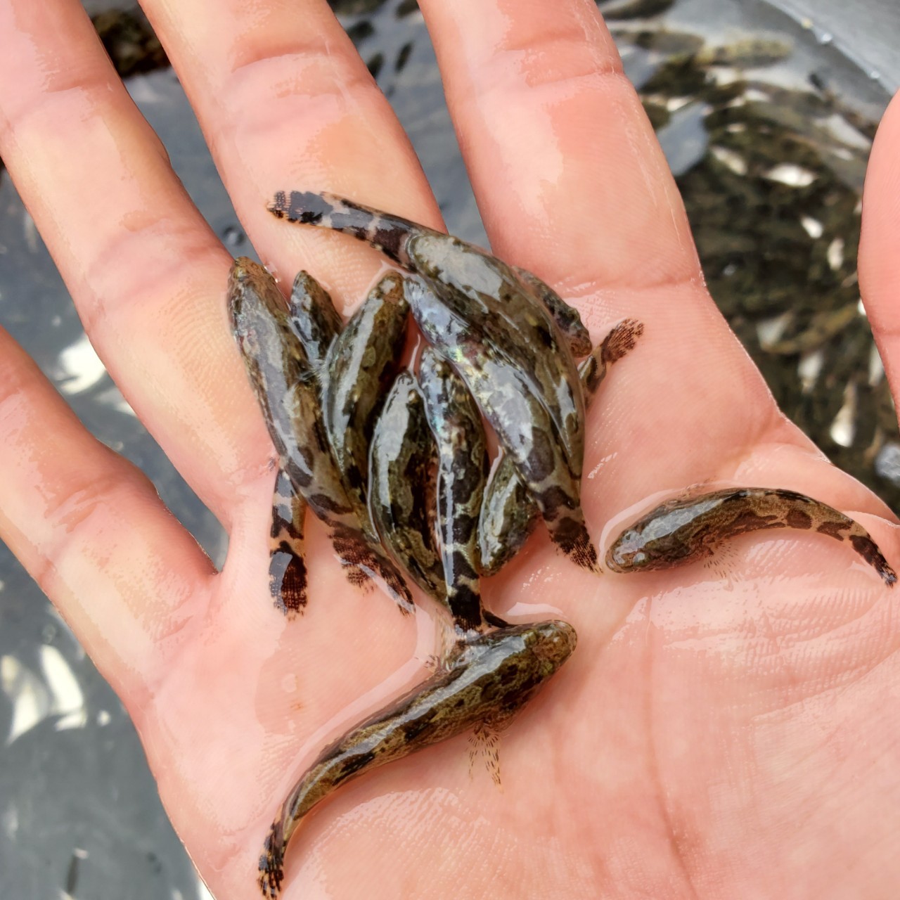 鱼苗 笋壳鱼苗 杂交笋壳鱼苗 澳州笋壳鱼苗 泰国笋壳鱼苗