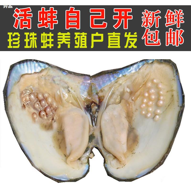 天然淡水珍珠蚌壳活体河蚌单散珠爱迪生自己开养蚌取