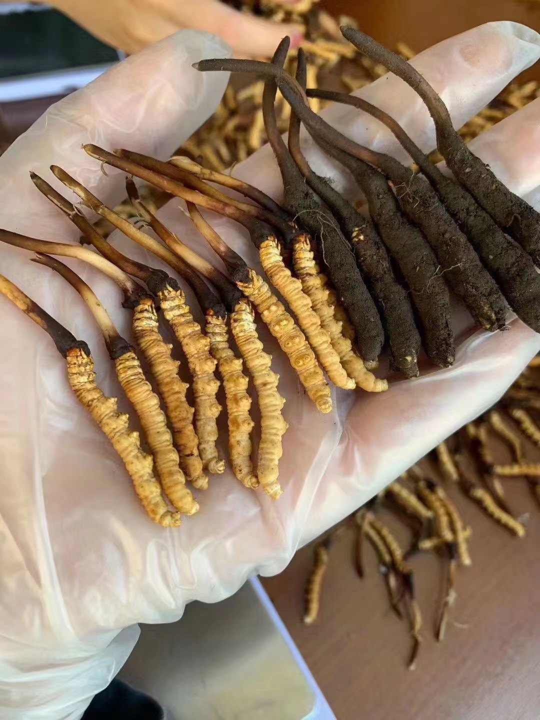 新鲜冬虫夏草批发新鲜虫草批发真空包装虫草批发支持代发产地发货