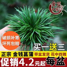 【金草之家】微型盆景金钱菖蒲虎须水培随手陆缸盆栽绿植兰花室内