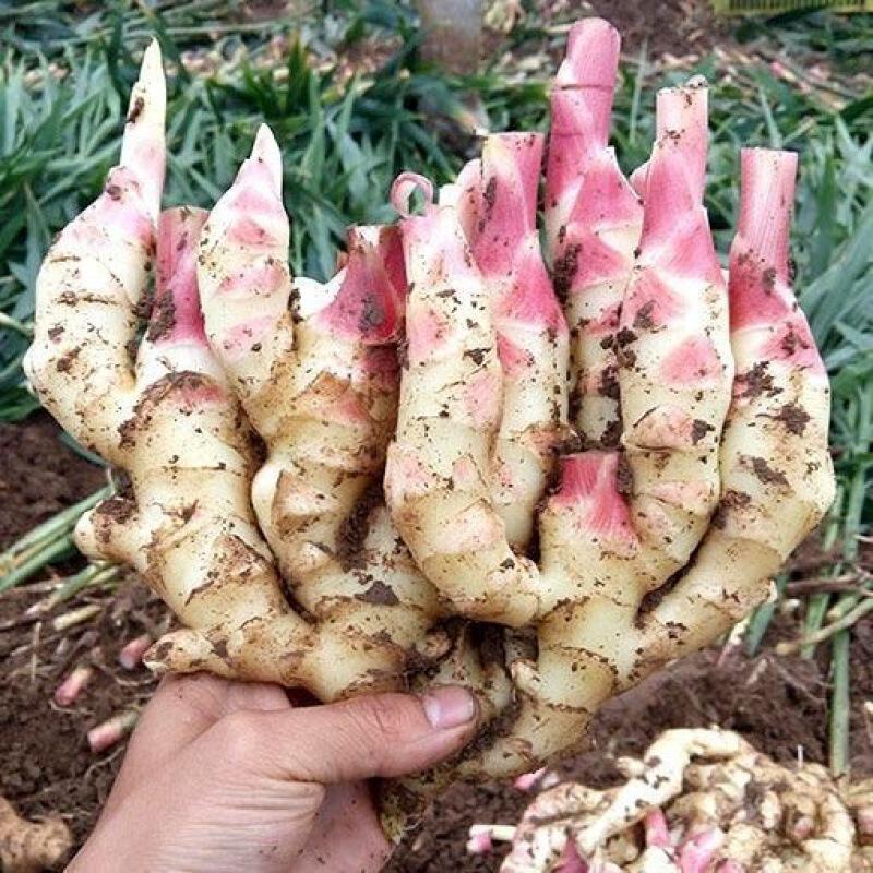 新鲜生姜坏姜包赔山东红芽姜姜嫩姜泡醋姜黄姜仔姜鲜嫩子姜批发