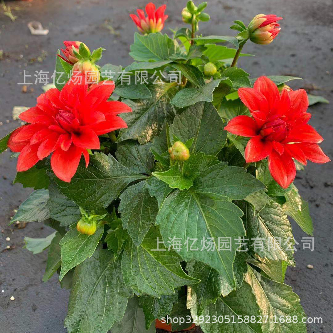 基地批发小丽花绿植盆栽花期长好养花卉量大价优-阿里巴巴