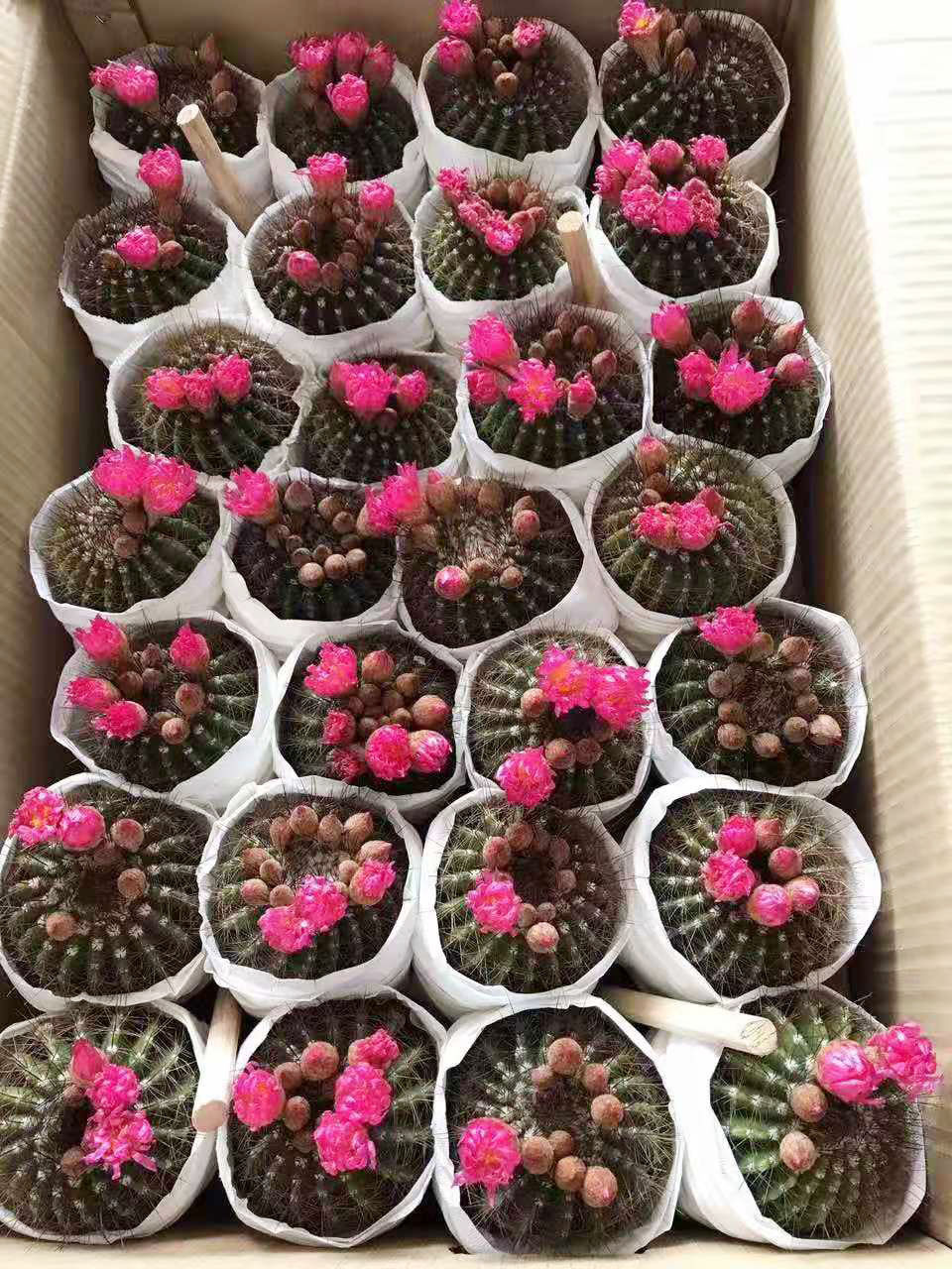 基地直供仙人球多肉居家花卉植物盆栽花卉绿植红彩玉