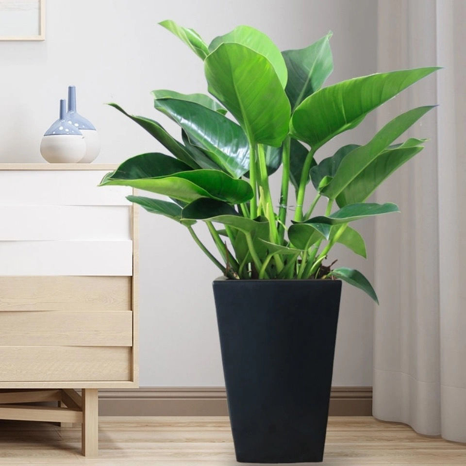 大叶金钻四季常青吸甲醛净化空气植物室内绿植客厅桌面好养盆栽