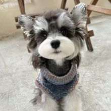 雪纳瑞 纯种健康幼犬 黑白椒盐白色浅椒盐小老头 上海可上门挑选