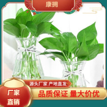 加厚玻璃花瓶透明北欧ins风创意水培植物绿萝水养插花器