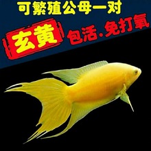 中国斗鱼玄黄黄金冷水观赏鱼不用打氧好养耐活冷水鱼苗免加温厂家