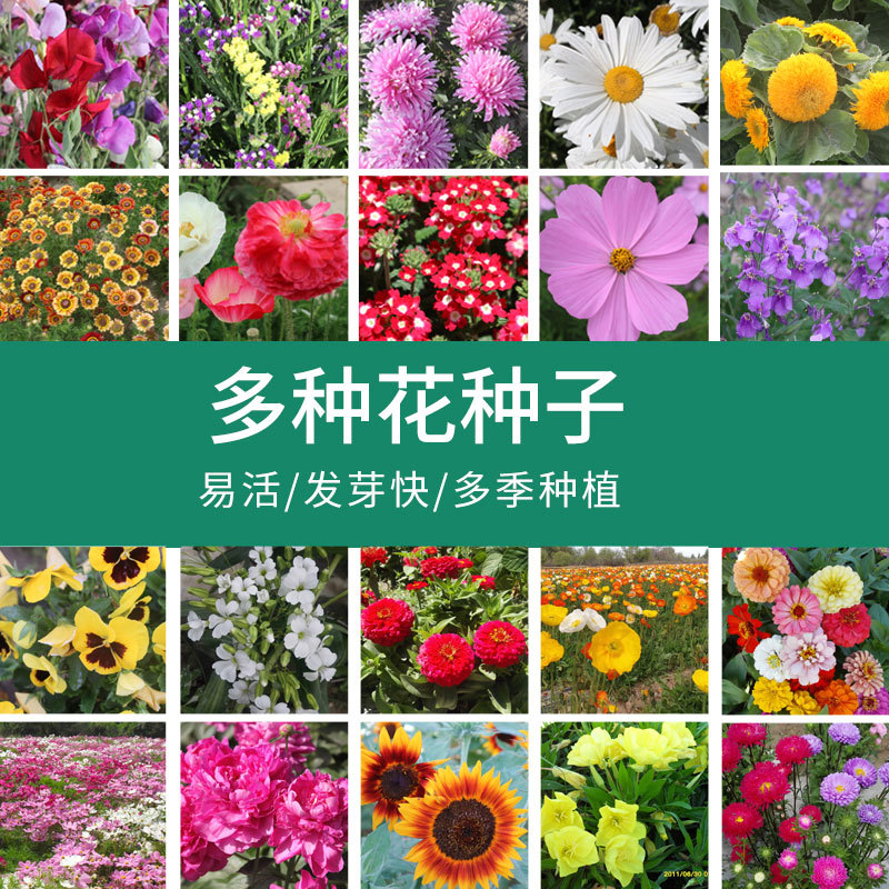 四季花卉种子品种齐全批发量大优惠易活室内阳台盆栽绿植花籽