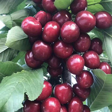 现摘山东烟台樱桃黄水晶黄蜜特大5斤装国产车厘子当季孕妇顺丰3斤