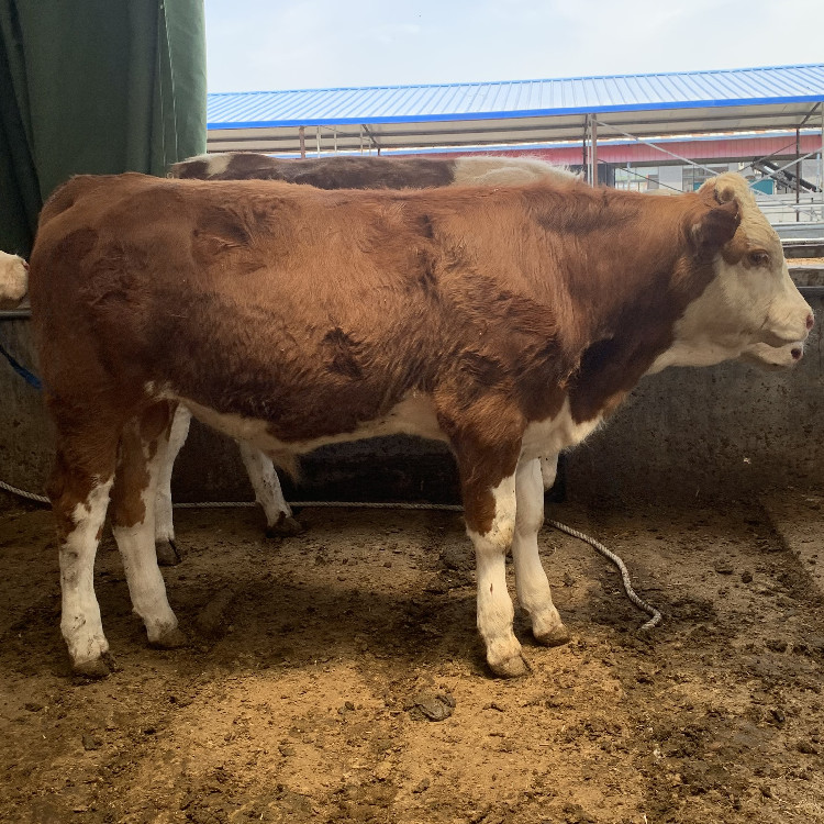 放养的牛哪种牛适合 黄牛 肉牛犊 改良肉牛 8个月