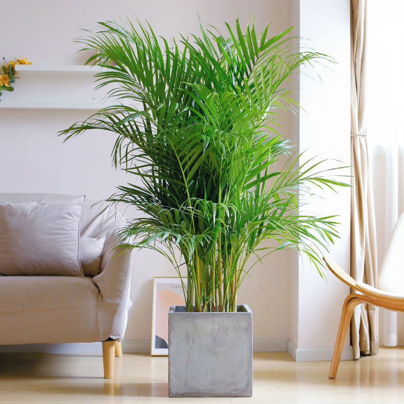 散尾葵大盆栽绿植客厅净化空气吸甲醛网红植物某音同款凤尾竹