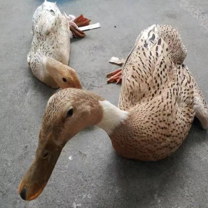 农家散养土鸭妈呀老鸭现杀三年老鸭新鲜鸭肉散养鸭子