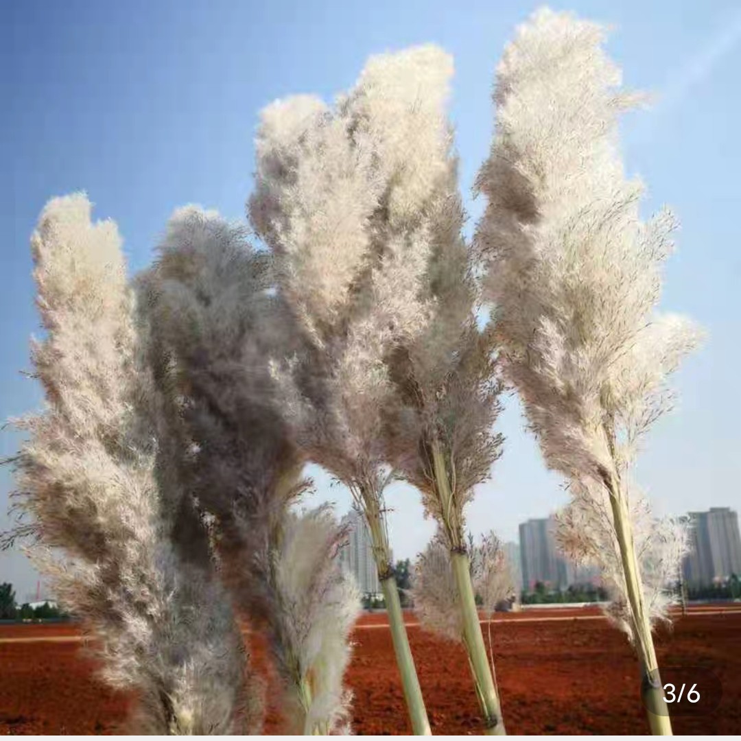 大芦苇纯白色,米白色,红色,原色大芦苇,,毛穗长度70公分到1