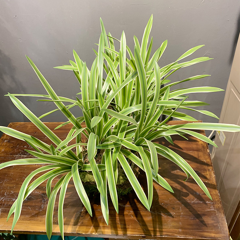 手感白边草植物墙配材仿真兰花草小盆景装饰银边叶家居饰品超逼真