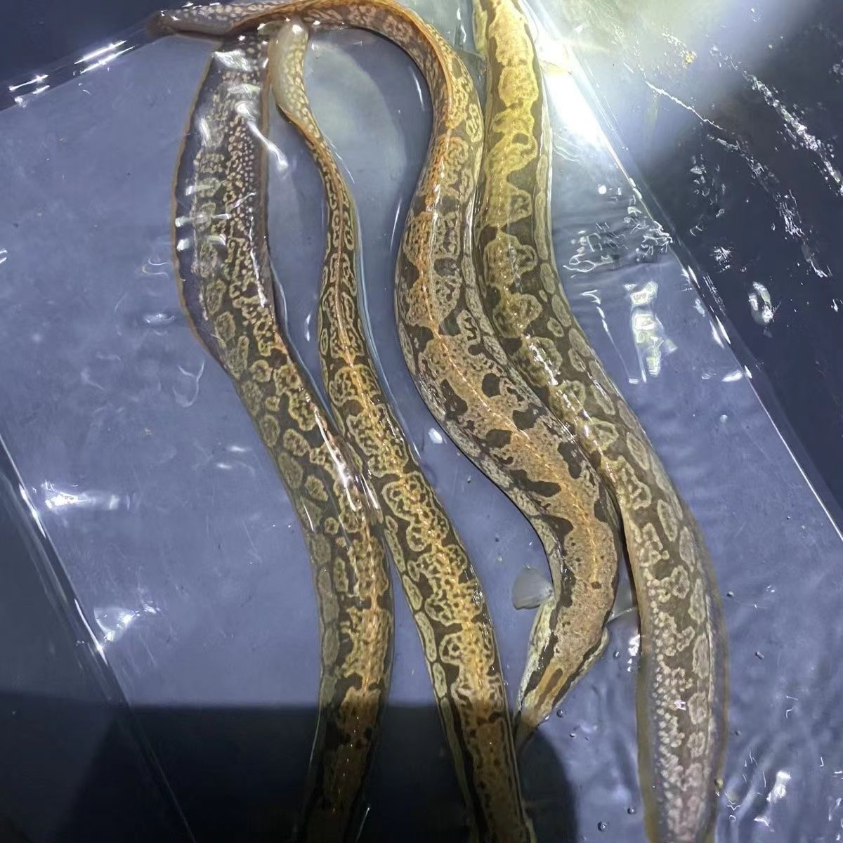 中华刺鳅鱼苗水花大刺鳅淡水刀鳅苗水花沙鳅鱼钢鳅刀鳅石锥鱼苗