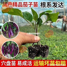 蔬菜秧苗薄皮辣椒朝天椒圣女果番茄四季高产阳台盆栽