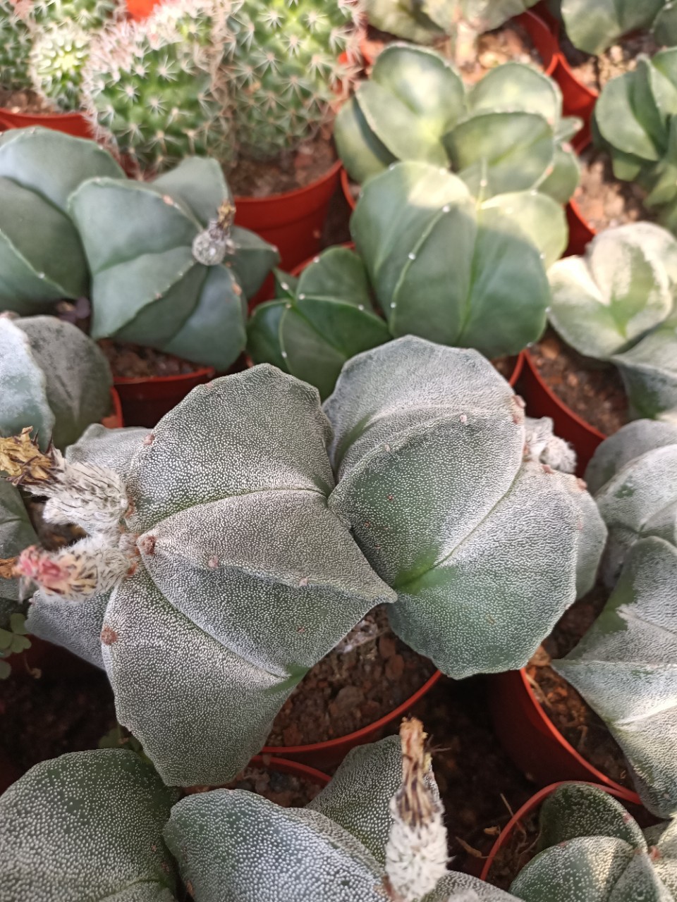 多头鸾凤玉2头起