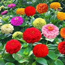 大花重瓣百日草花种籽四季开花易活易种格桑花万寿菊波斯菊花种子
