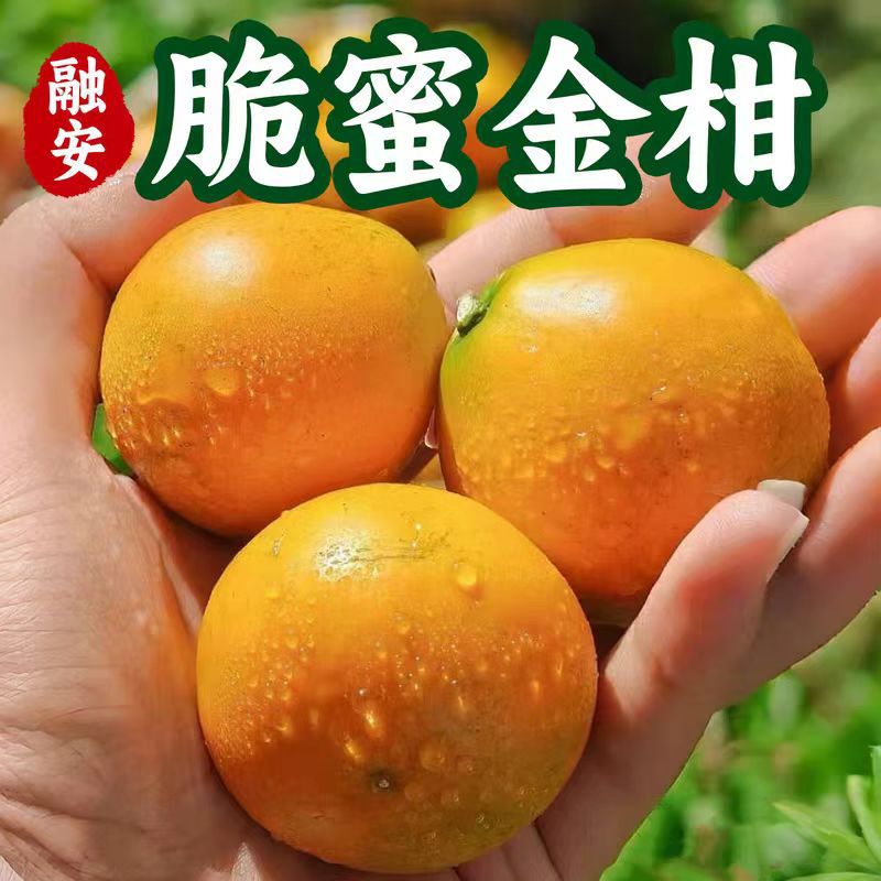 正宗脆皮金桔广西融安薄皮冰糖小金桔金橘新鲜当季水果