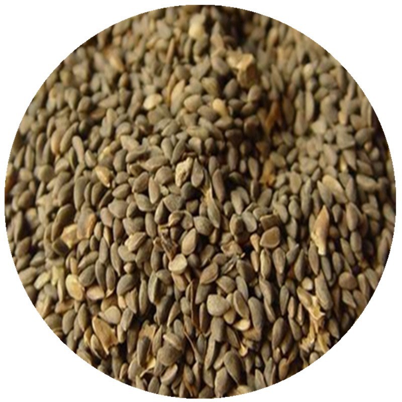 樟子松种子 樟子松树种子 四季常青植物种子林木种子