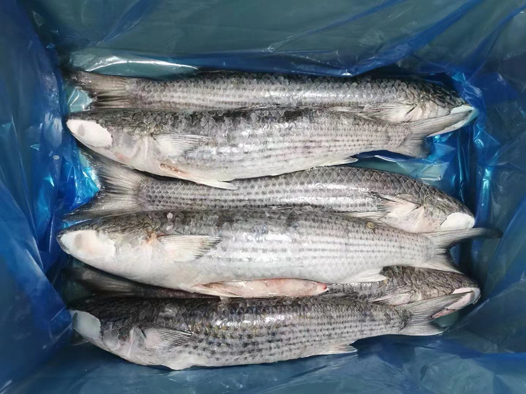 创发水产速冻乌鱼6-8条冷冻黑鱼1000-2000克可定重包冰可按需包装