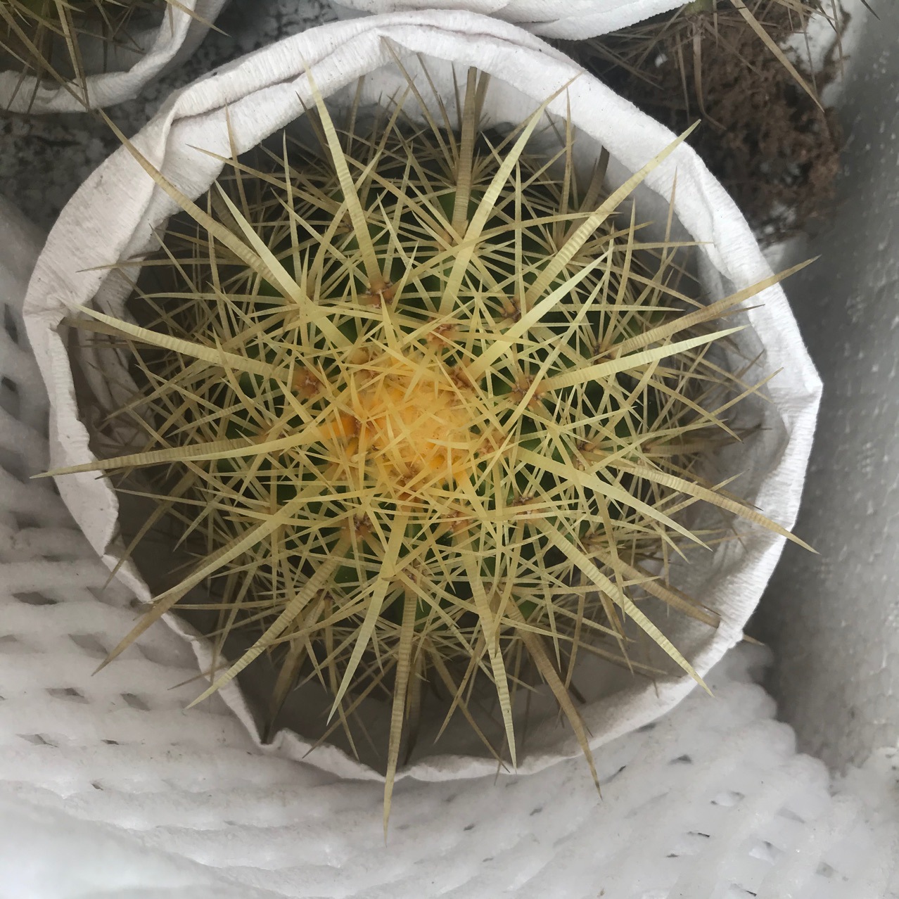 仙人球盆栽多肉掌形多肉植物长刺狂刺金虎仙人掌沙漠植物