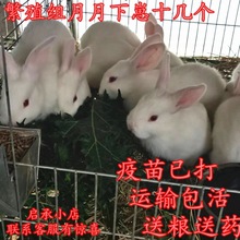 兔子活体大型肉兔子小白兔小兔子比利时巨兔新西兰肉兔苗可长15斤