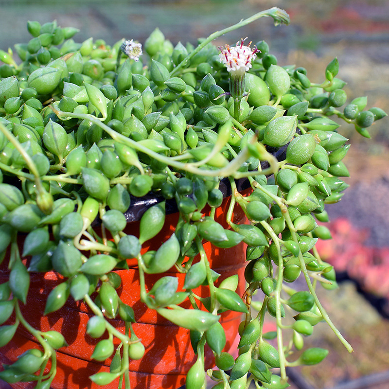 情人泪佛珠多肉植物珍珠吊兰紫玄月爱之蔓绿植花卉萌肉肉四季盆栽