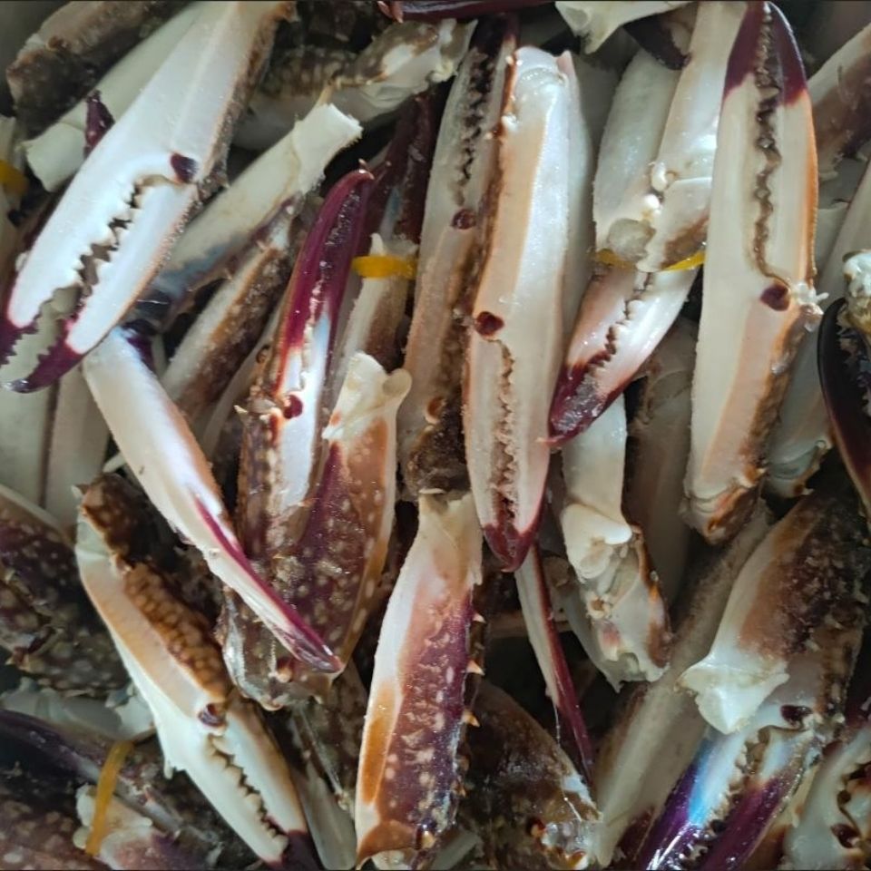 丹东野生海捕蟹钳鲜活冷冻梭子蟹腿大螃蟹脚新鲜蟹钳子出口级蟹钳