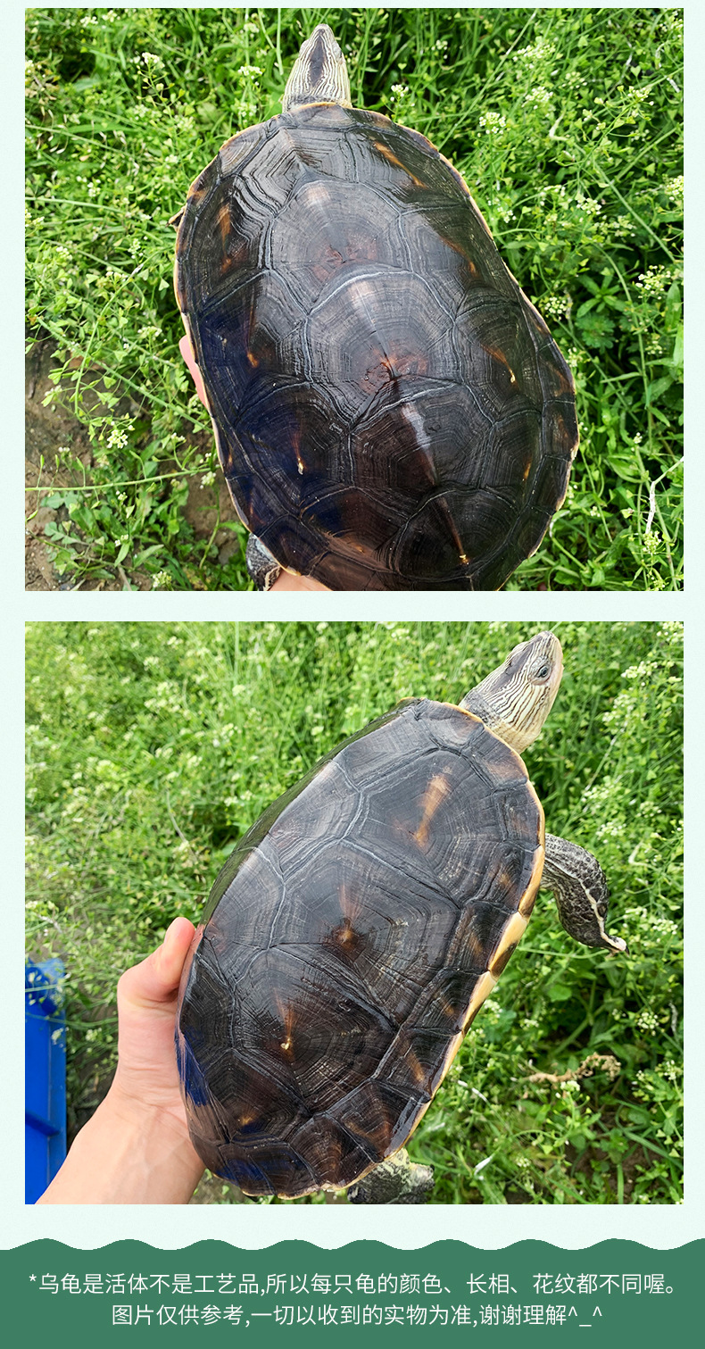 可食用超大珍珠龟活体花龟活物台湾草龟可食用龟活物直销批发包邮
