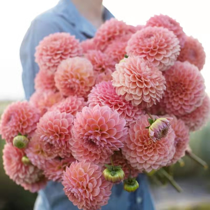 大丽花种球四季花卉盆栽室内外地栽大丽菊地瓜花重瓣球根花卉植物