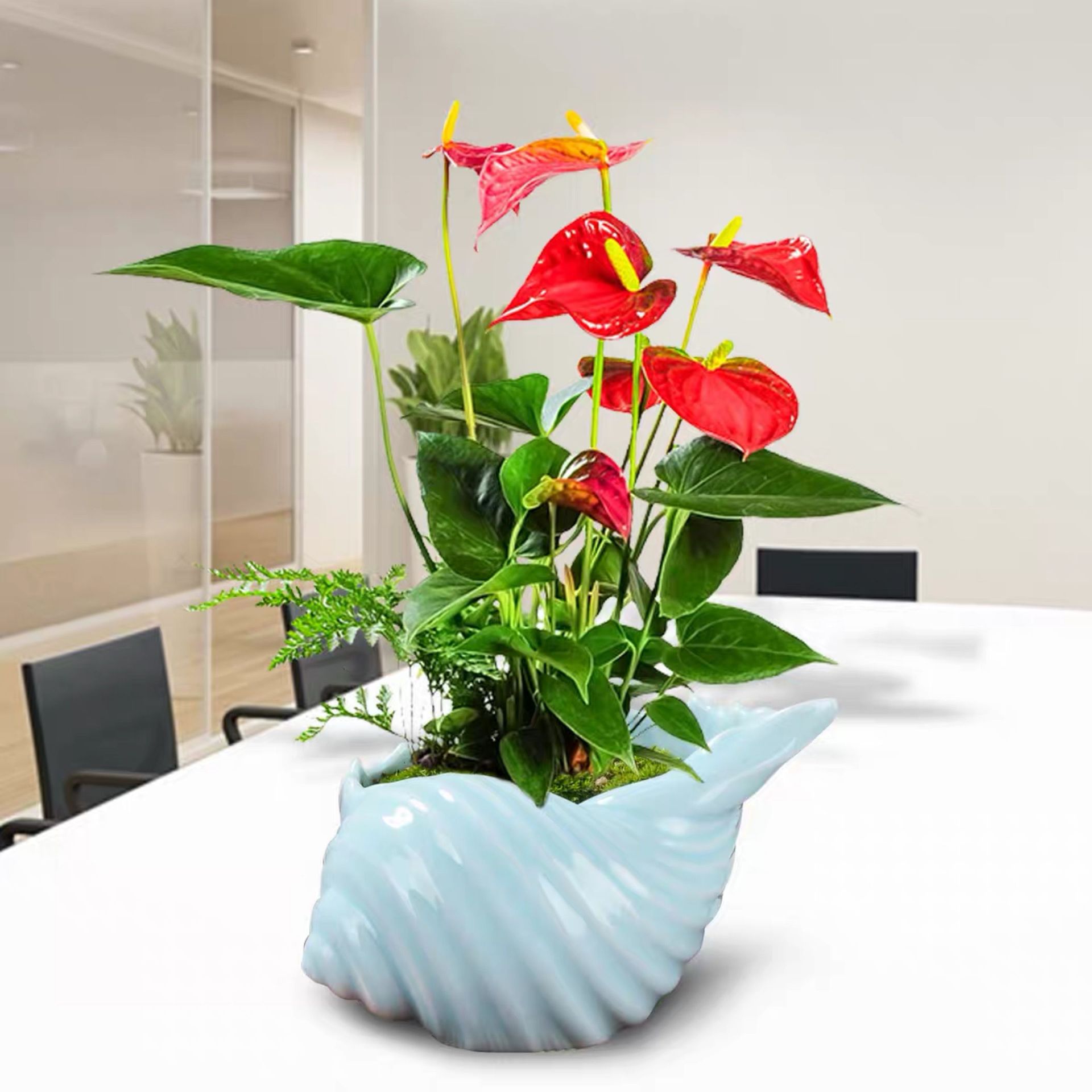 红掌盆栽室内客厅桌面四季开花不断红花美观花卉净化空气吸甲醛花