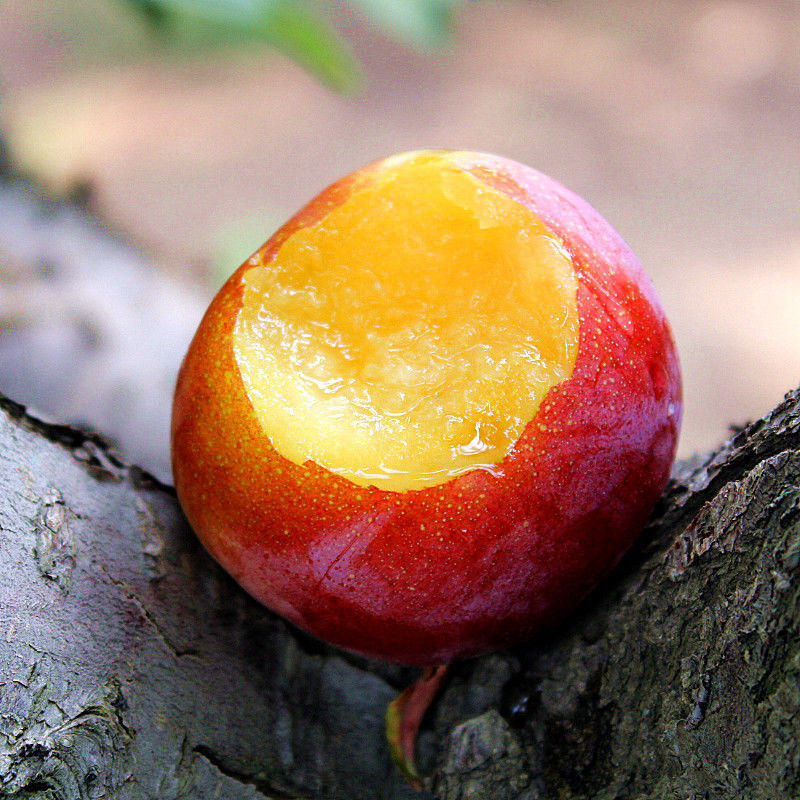 李子新鲜水果应季东北产香蕉李5斤非干碗脱骨李秋3斤10