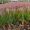 Guangdong Zhongshan supply Prostitute Trouble Potted plant Green plant Flower border Ornamental grasses Guangdong Zhongshan supply Prostitute Trouble Potted plant Green plant Flower border Ornamental grasses