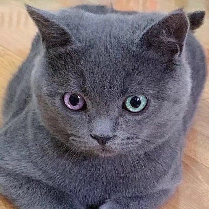 台湾发货种英短蓝胖子猫折耳蓝白赛级猫幼崽矮脚宠物小猫咪免费