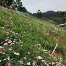 批发批发四季长青草坪种子绿化固土护坡草籽黑麦草高羊茅狗牙根草