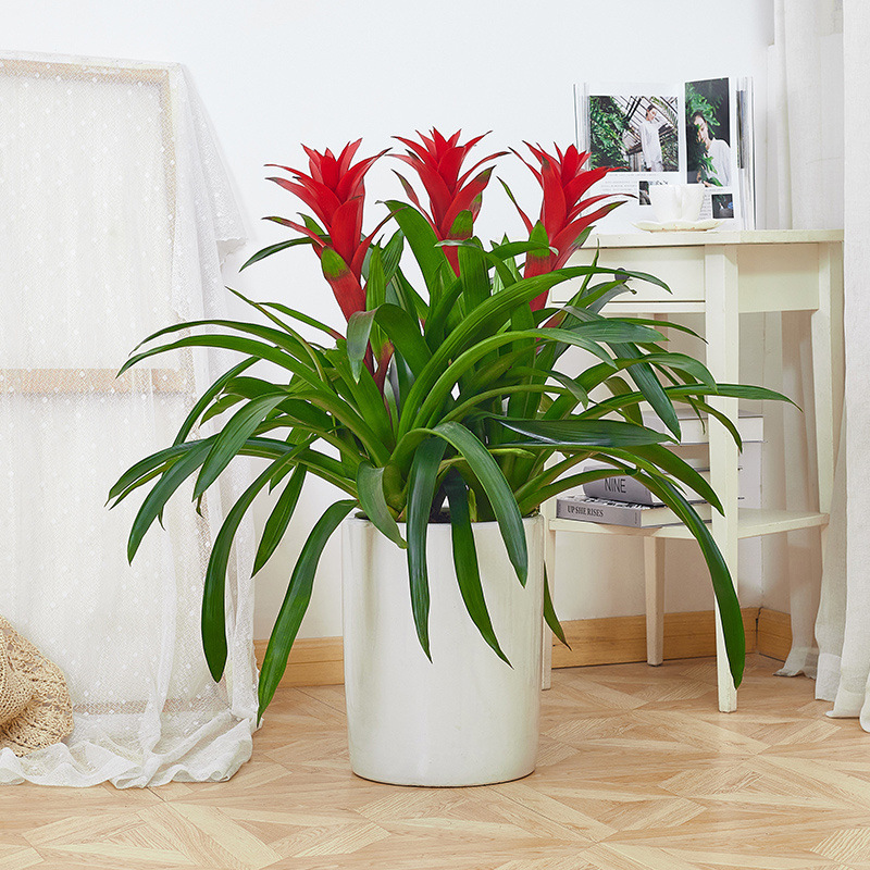 鸿运当头盆栽绿植室内大盆栽凤梨花小红星带盆栽好包邮发货-阿里巴巴