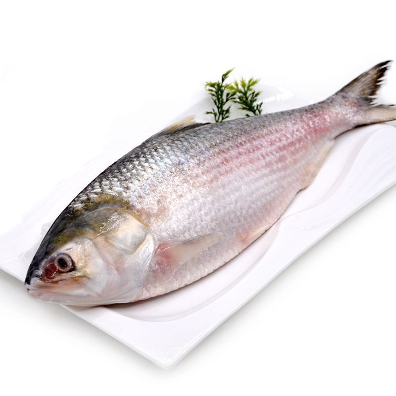 2条包邮新鲜冷冻鲥鱼养殖鲥鱼新鲜美味海鲜水产