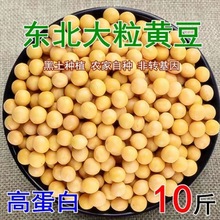 东北黑龙江黄豆农家自产大粒黄豆五谷杂粮豆浆豆芽非转基因批发