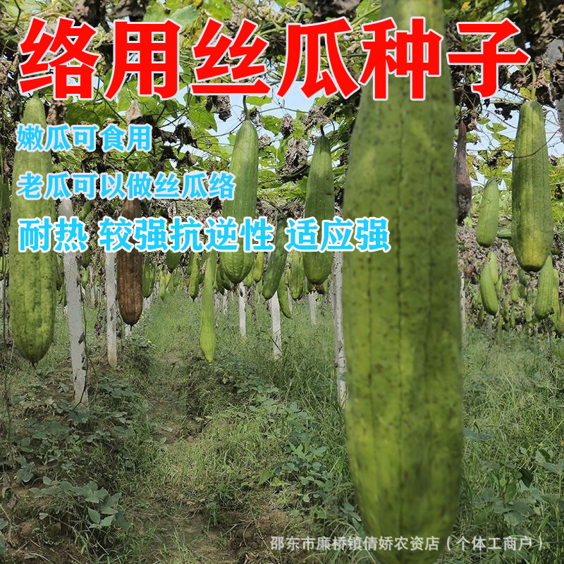 络丝瓜种子洛丝瓜籽春夏季爬藤蔬菜瓜果蔬菜种子水果四季阳台种