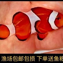 巴东公子半黑全黑背心人工小丑鱼尼莫宿务菲律宾海水鱼活体观赏鱼